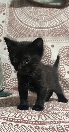 Котенок мальчик