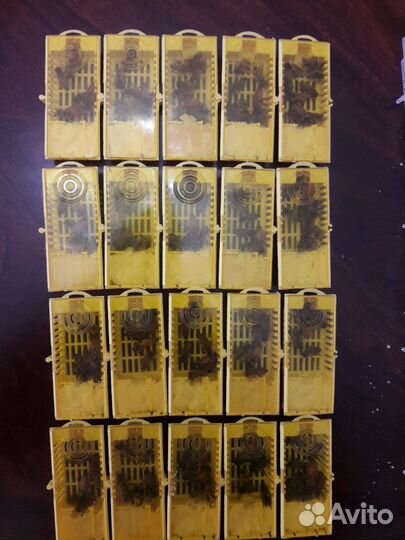 Пчеломатки Бакфаст