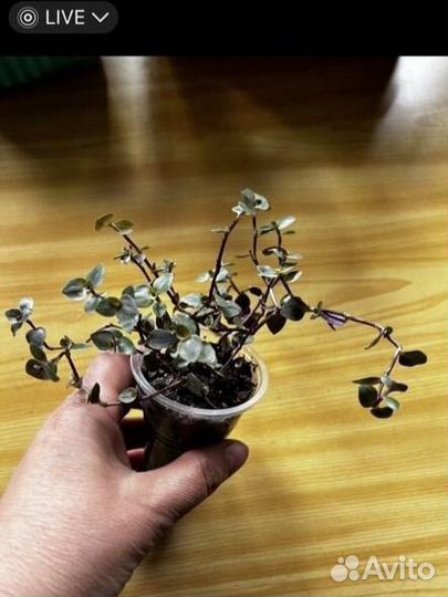 Традисканции