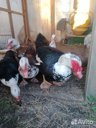 Утки шипуны