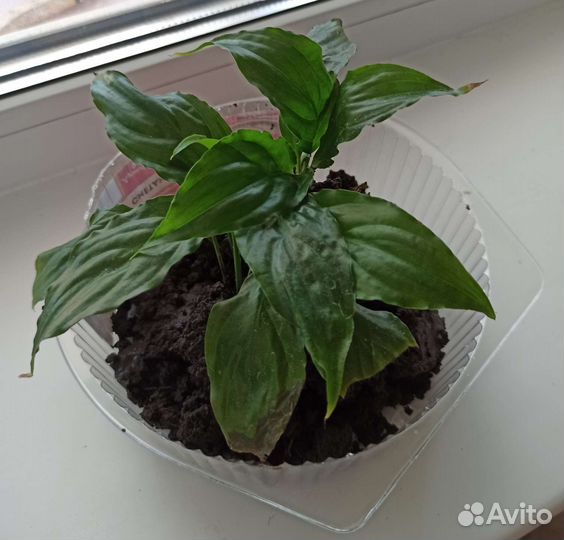 Спатифиллум. *Женское счастье