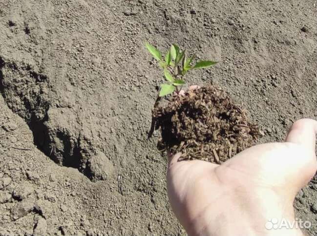 Подстилка из конского навоза с опилками 50 литров