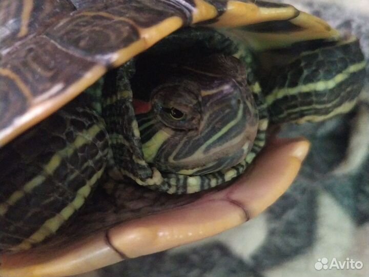 Красноухая черепаха