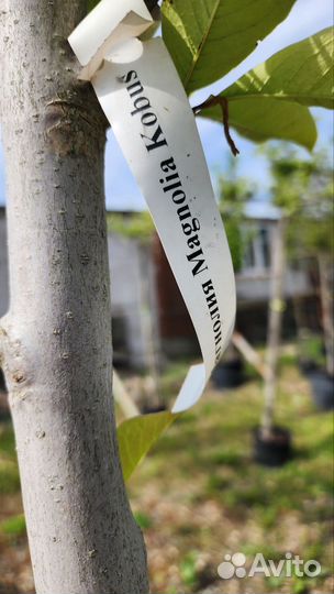 Магнолия Кobus, контейнер