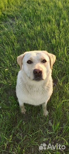 Кобель лабрадора вязка