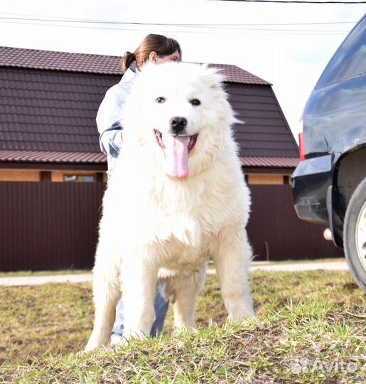 Щенок кавказской овчарки