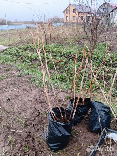 Саженцы малины ремонтантной