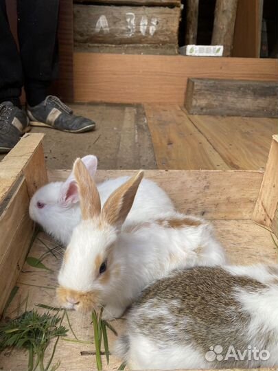 Кролики 1-2мес
