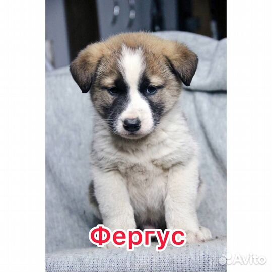 Щенки в добрые руки