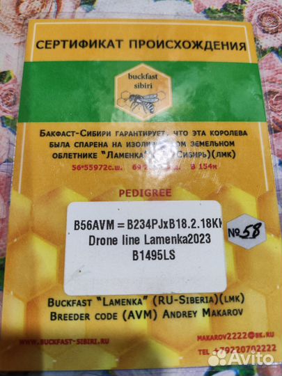 Матки Buckfast B56, отводки пчёл