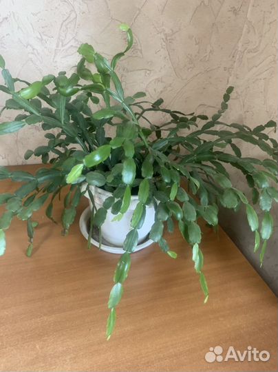 Продам цветы комнатные