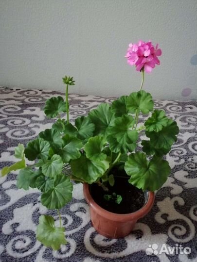 Пеларгония герань