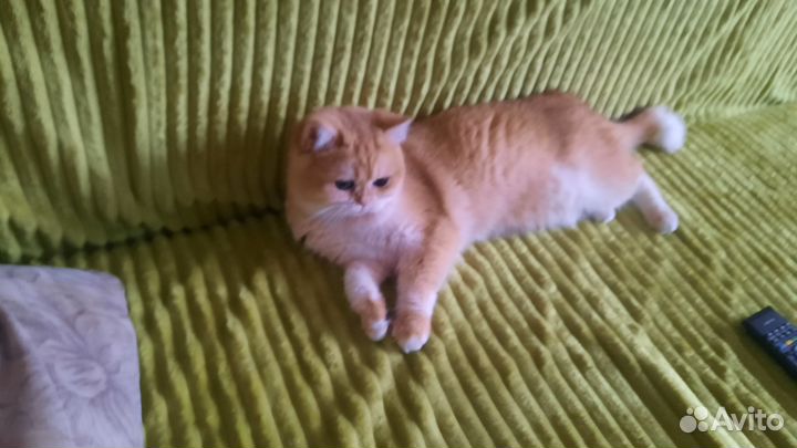 Очаровашка