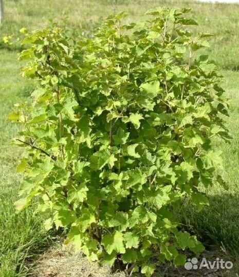 Черная смородина 