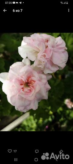 Пеларгония