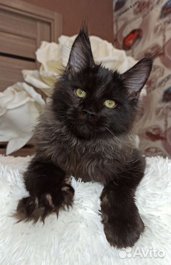 Черный котенок мейн кун