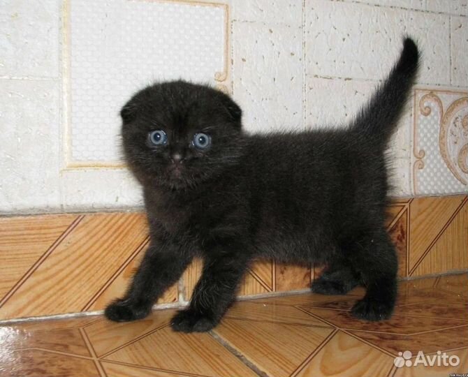 Шотландский вислоухий котенок