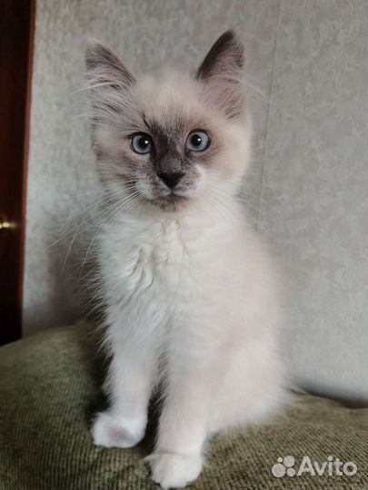 Невская маскарадная