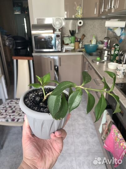 Эсхинантус