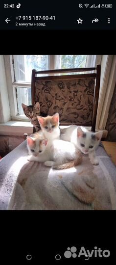 Котята