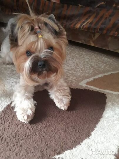 Вязка,Йорк,стандарт