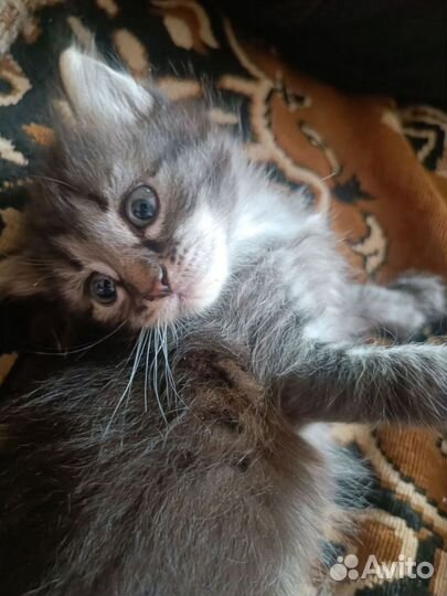 Тайская кошечка