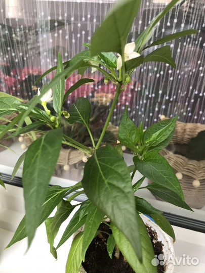 Перчик острый рассада