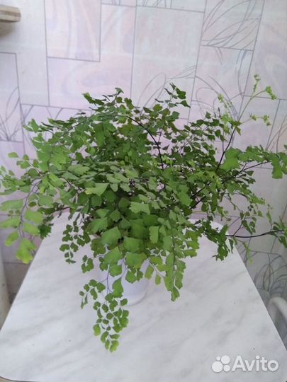 Комнатные растения 