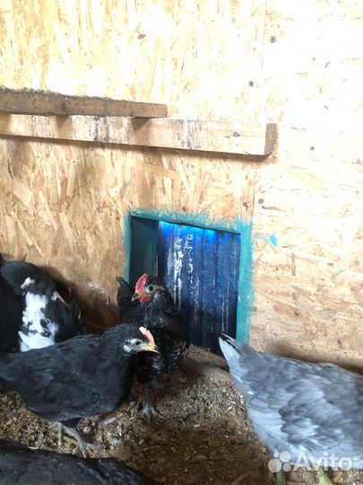 Продам петухов