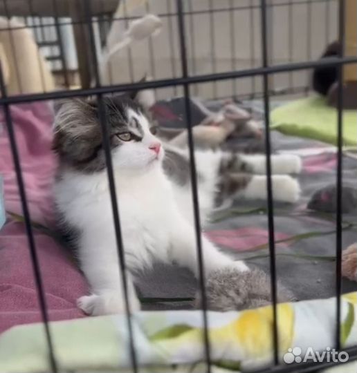 Котята в добрые руки