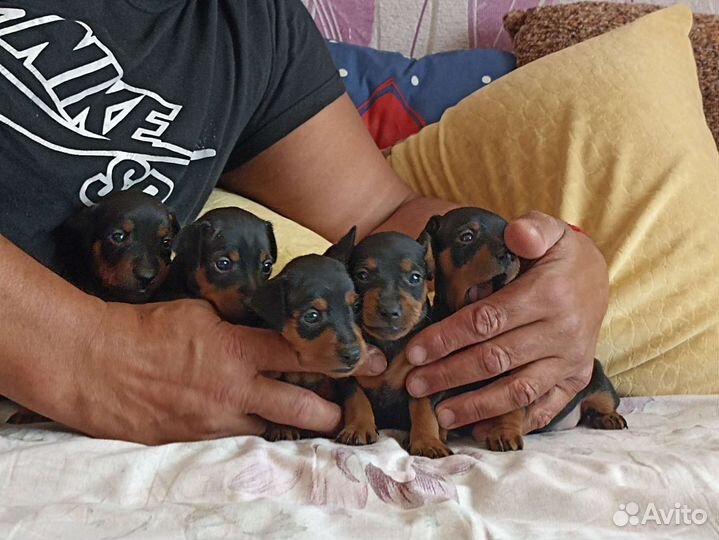 Цвергпинчер