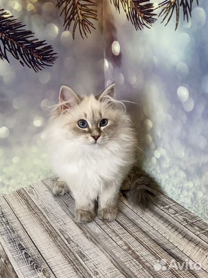 Невская маскарадная девочка