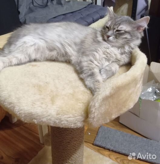 Отдам котёнка в добрые руки