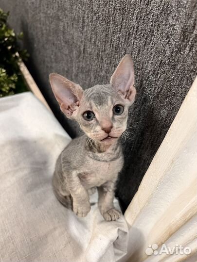 Донской сфинкс котята
