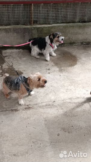 Собаки в добрые руки отдам бесплатно