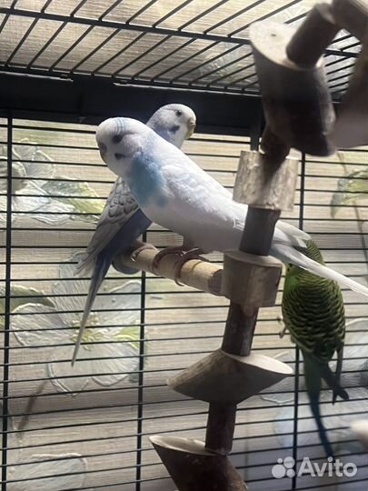 Волнистый попугай