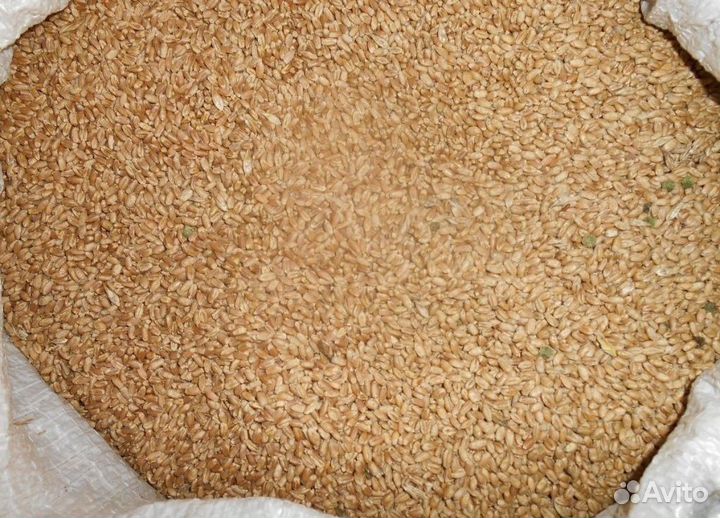 Пшеница яровая