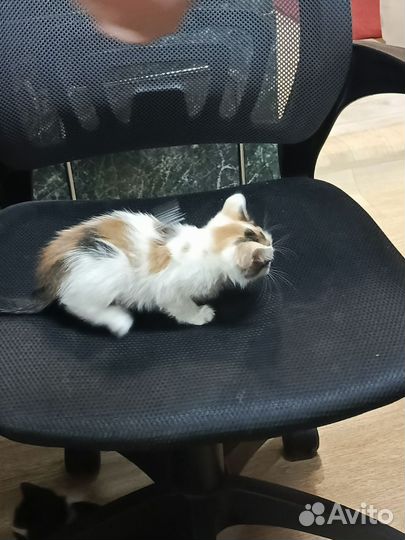 Кошки в добрые руки