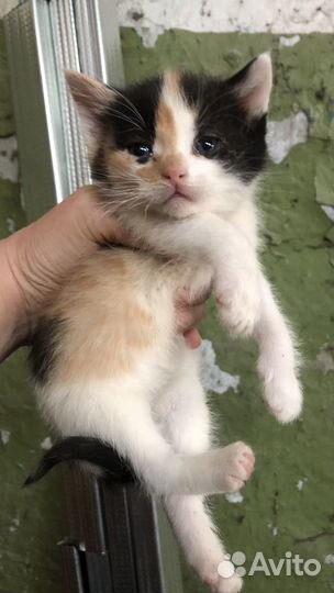 Котенок девочка