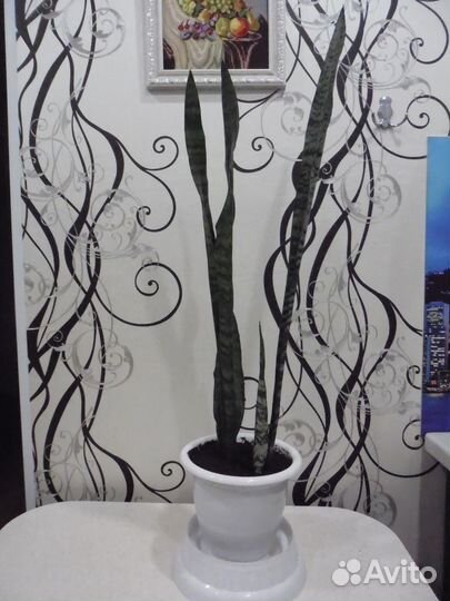 Цветы Алоэ Вера. Сансевиерия. Толстянка. Алоэ Тигр