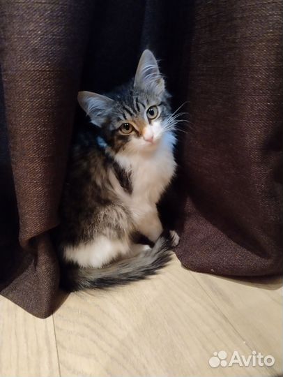 Кошка в дар бесплатно
