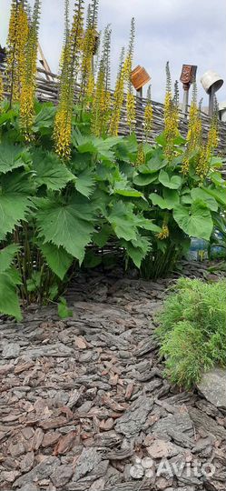 Многолетние садовые цветы