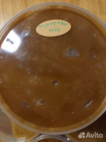 Мед алтайский 2023 разнотравье