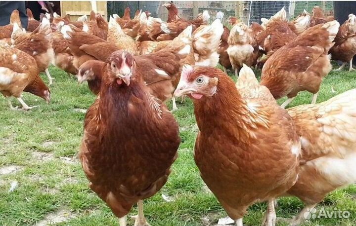 Куры молодка