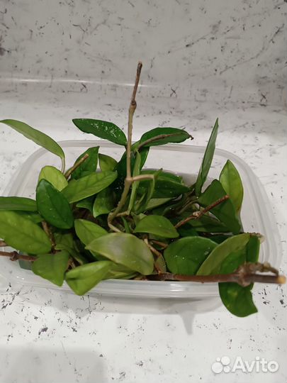 Комнатные растения цветы