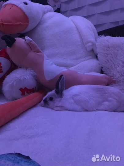 Декоративный кролик в добрые руки