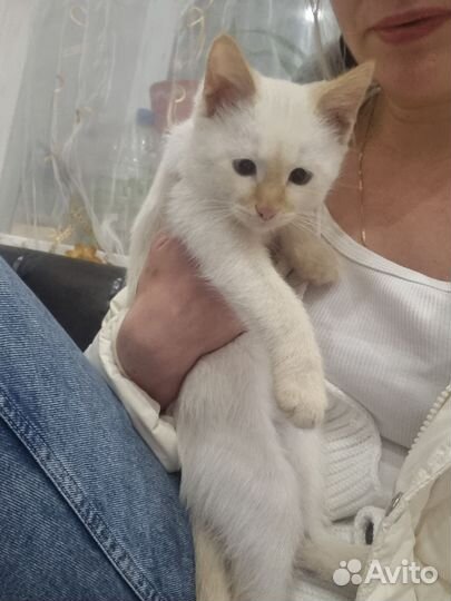 Котик