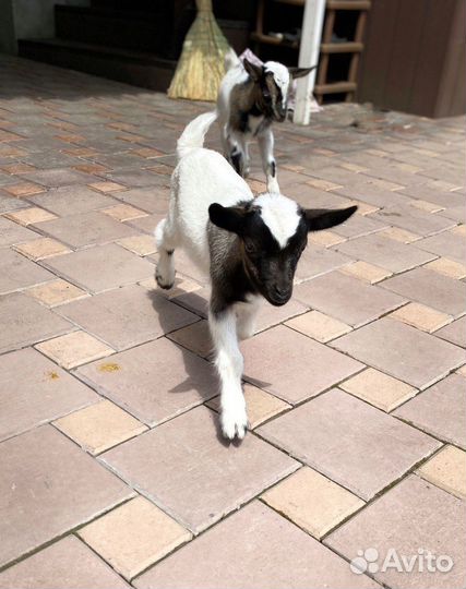 Карликовые камерунские козлята нигерийского типа