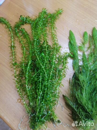 Растения для аквариума живые