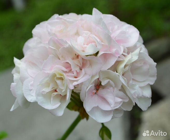 Пеларгония герань Lady Mavis Pilkington